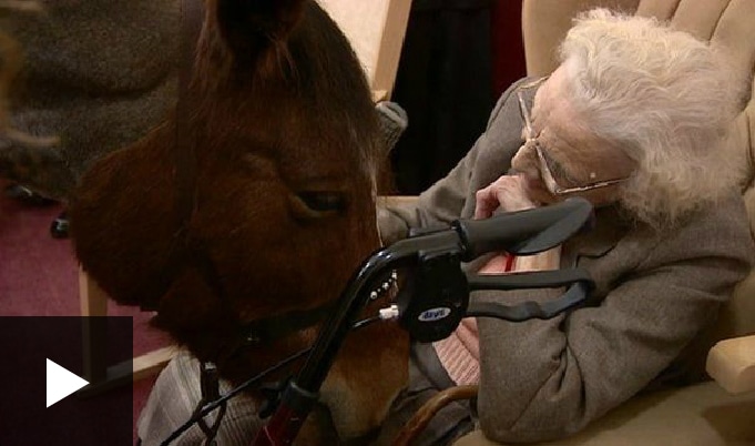 A horse with an elderly lady
